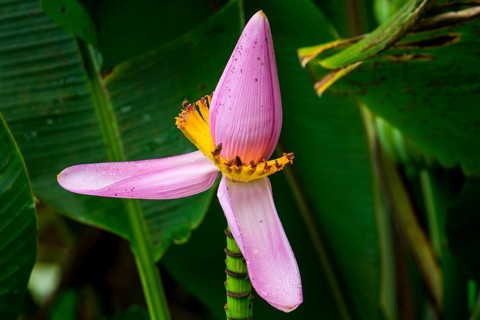 Banana blossom