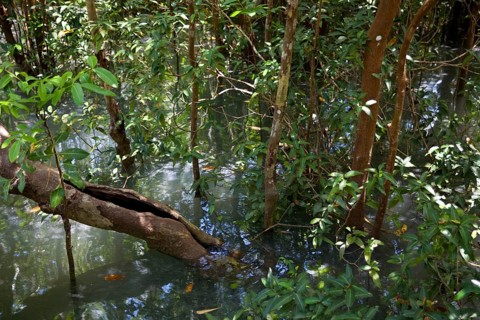 Mangrove trail in Tha Pom Khlong Song Nam nature park/ Mangrove trail in Tha Pom Khlong Song Nam national park