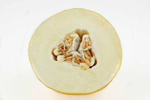 Honeydew melon