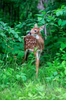 White-tailed deer