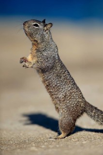 California Ground Squirrel