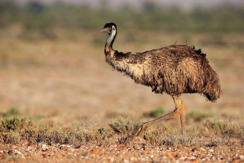 Emu