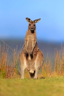 Eastern grey kangaroo