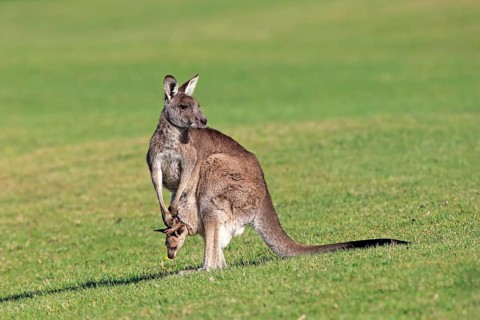 Eastern grey kangaroo