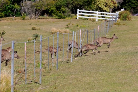 Eastern grey kangaroo
