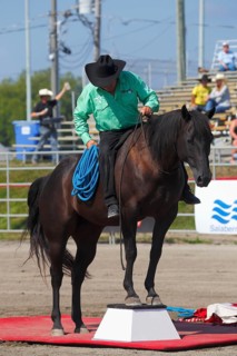 Mustang Showtime at the Rodeo