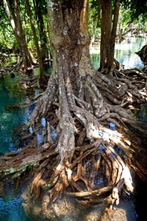 Mangrove trail in Tha Pom Khlong Song Nam national park Mangrove trail in Tha Pom Khlong Song Nam national park