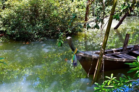 Mangrove trail in Tha Pom Khlong Song Nam nature park/ Mangrove trail in Tha Pom Khlong Song Nam national park
