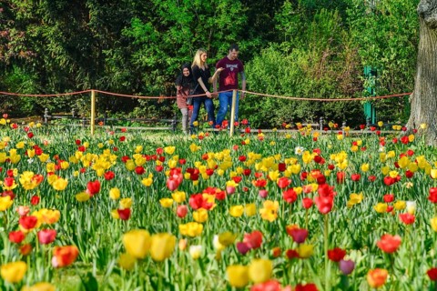 Tulip blossom