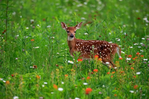 White-tailed deer
