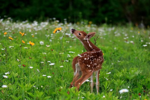White tailed deer