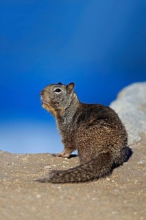 California Ground Squirrel