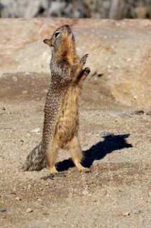 California Ground Squirrel