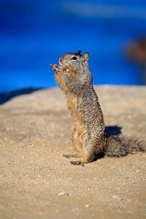California Ground Squirrel
