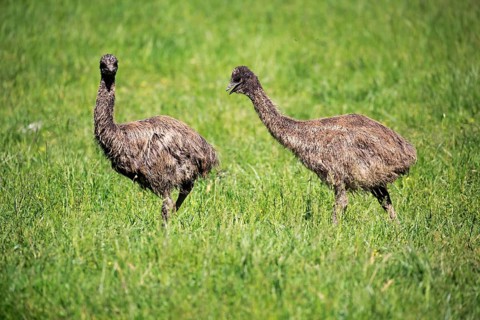 Emu