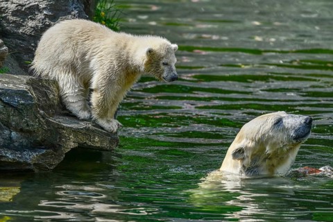 Polar bear Tonja and young Hertha
