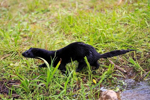 American Mink