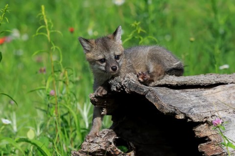 Gray fox