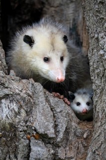 Virginia opossum