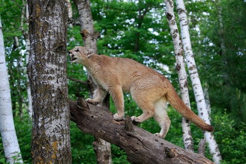 Cougar