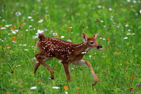 White-tailed deer