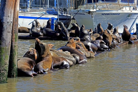 Californian Sea Lion