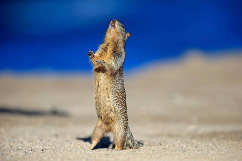 California Ground Squirrel