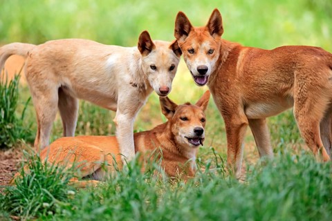 Dingo