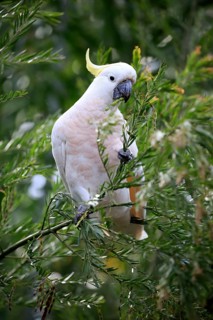 Sulphur-crested cockatoo