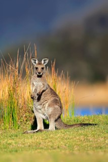 Eastern grey kangaroo