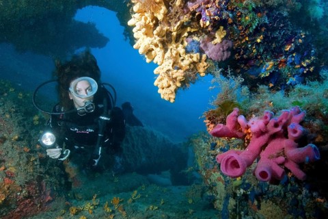 Pink tube sponge and diver