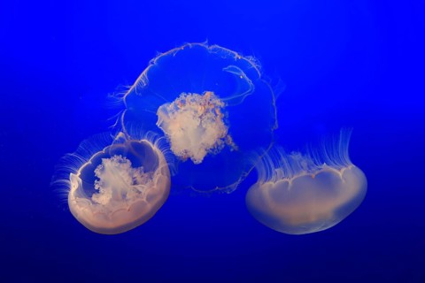 Moon Jelly