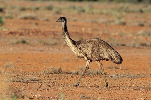 Emu
