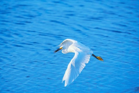 Snowy Egret