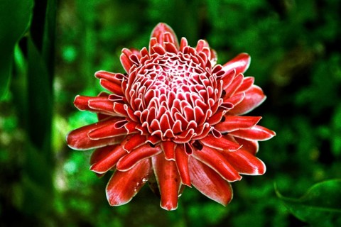 Porcelain rose