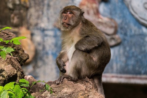 Long-tailed macaque