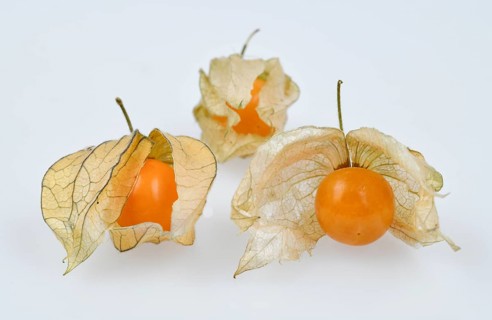 Physalis