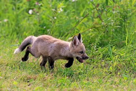 Eastern american red fox
