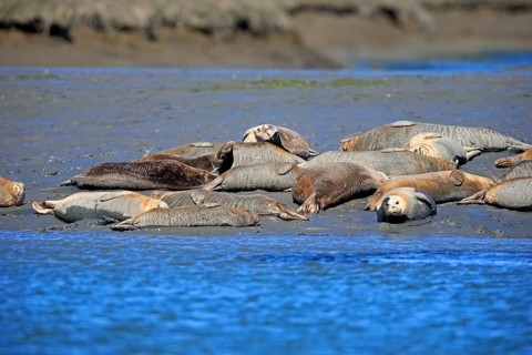 Common Sea