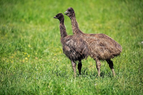 Emu