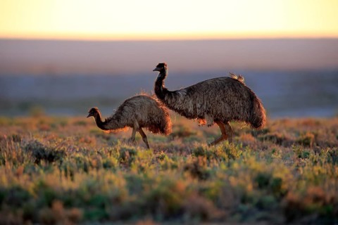 Emu