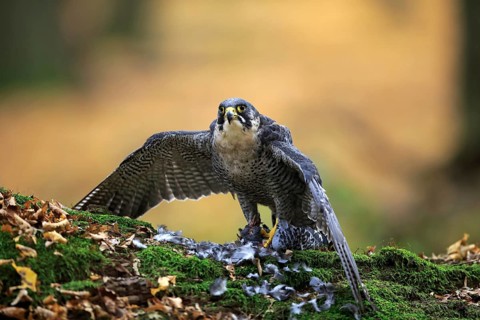 Peregrine falcon