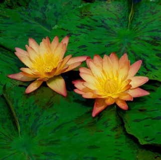 Cape blue water lily