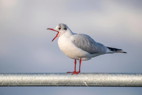 Black-headed gull in winter plumage crying with open beak. Perched on a barrier on the banks of the Rhine. France