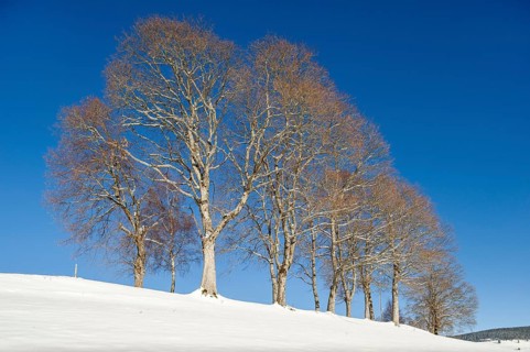 Windbeech