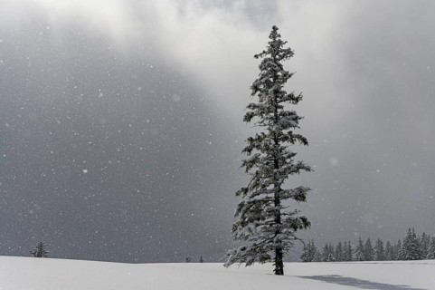 Snow-covered mountain landscape with trees in winter during snowfall