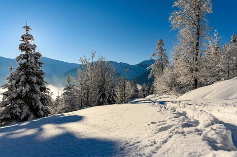 Winter mountain forest