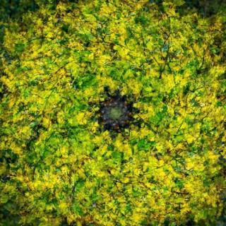 Autumn mosaic