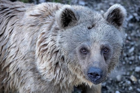 Syrian brown bear