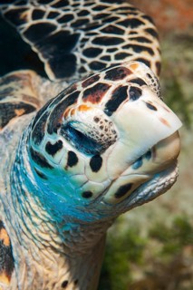 Extreme close-up of head sharp beak of hawksbill sea turtle